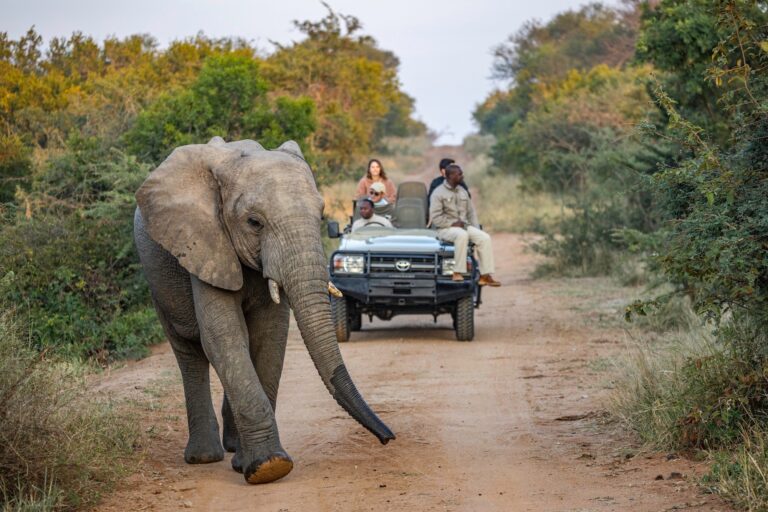 4 Day Ultra-Luxury Fly-in Karula Camp Engagement Safari